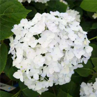 无尽夏新娘绣球花价格 无尽夏新娘绣球花图片 星期三