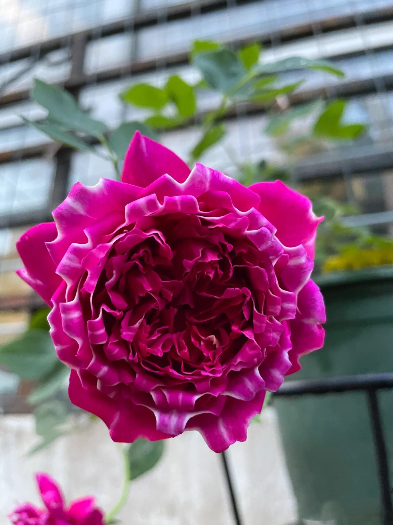 紫雾凝霜月季阳台盆栽浓香型好看好养的褶皱边欧月花苗多季节开花