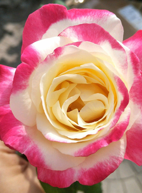 大花  浓香月季 《 红双喜 》盆栽地栽 阳台花卉 包对版 带土发货