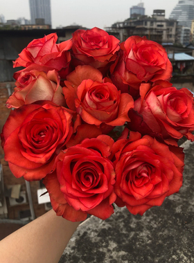 一加仑扦插中苗酒杯月季灌木大花切花玫瑰耐开直立花期长抗病