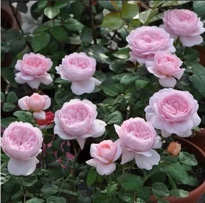 新款月季 瑞典女王奥斯汀欧月 阳台楼顶庭院花卉掌柜推荐,鲜花速递/花卉仿真/绿植园艺,月季/蔷薇/玫瑰,淘宝优惠券,粉丝福利购,淘宝优惠卷