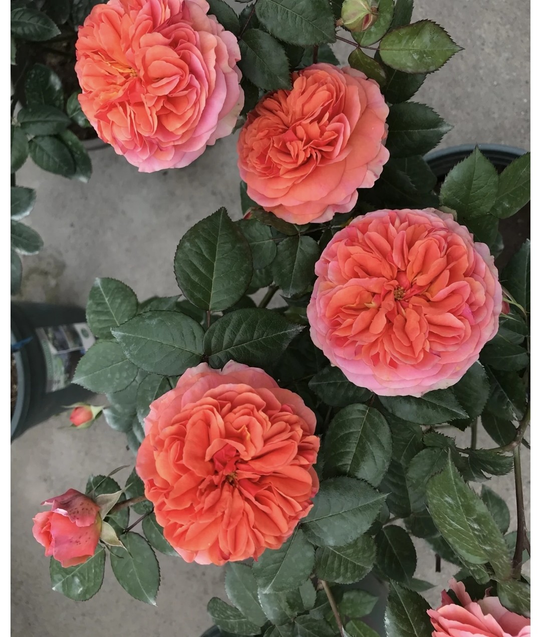 一加仑扦插中苗音乐馆原土原盆发货包邮橙粉色,鲜花速递/花卉仿真/绿植园艺,月季/蔷薇/玫瑰,淘宝优惠券,粉丝福利购,淘宝优惠卷