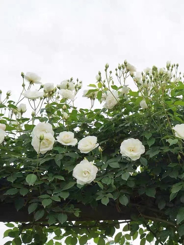 藤本月季单瓣 藤冰山小苗 带土发货  抗病 适合新手 盆栽地栽,鲜花速递/花卉仿真/绿植园艺,月季/蔷薇/玫瑰,淘宝优惠券,粉丝福利购,淘宝优惠卷