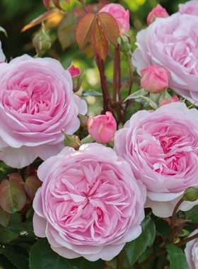 奥利维亚 奥斯丁月季粉色大花浓香 抗病性好盆栽地栽