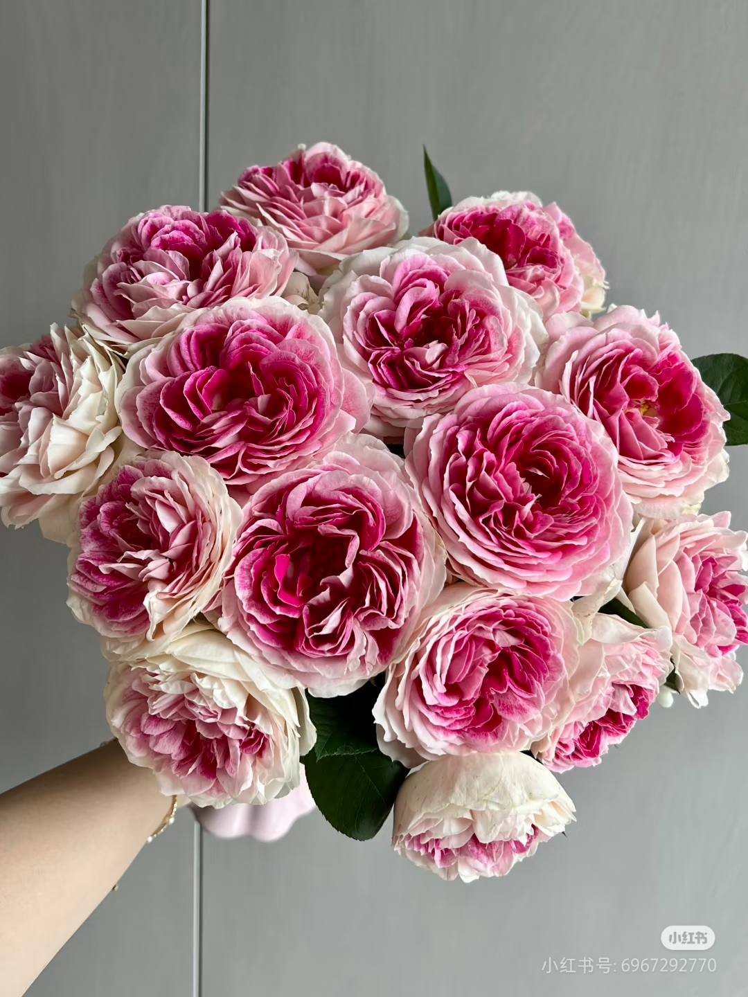 一加仑扦插中苗假日芍药岛 根西月季花苗原土原盆发货阳台庭院苗