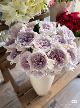 一加仑扦插中苗 浮月 玫瑰花苗原盆原土发货阳台庭院盆栽地栽