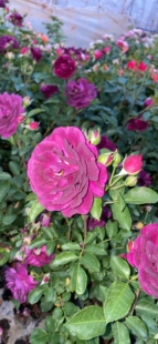 一加仑扦插海潮之声中苗