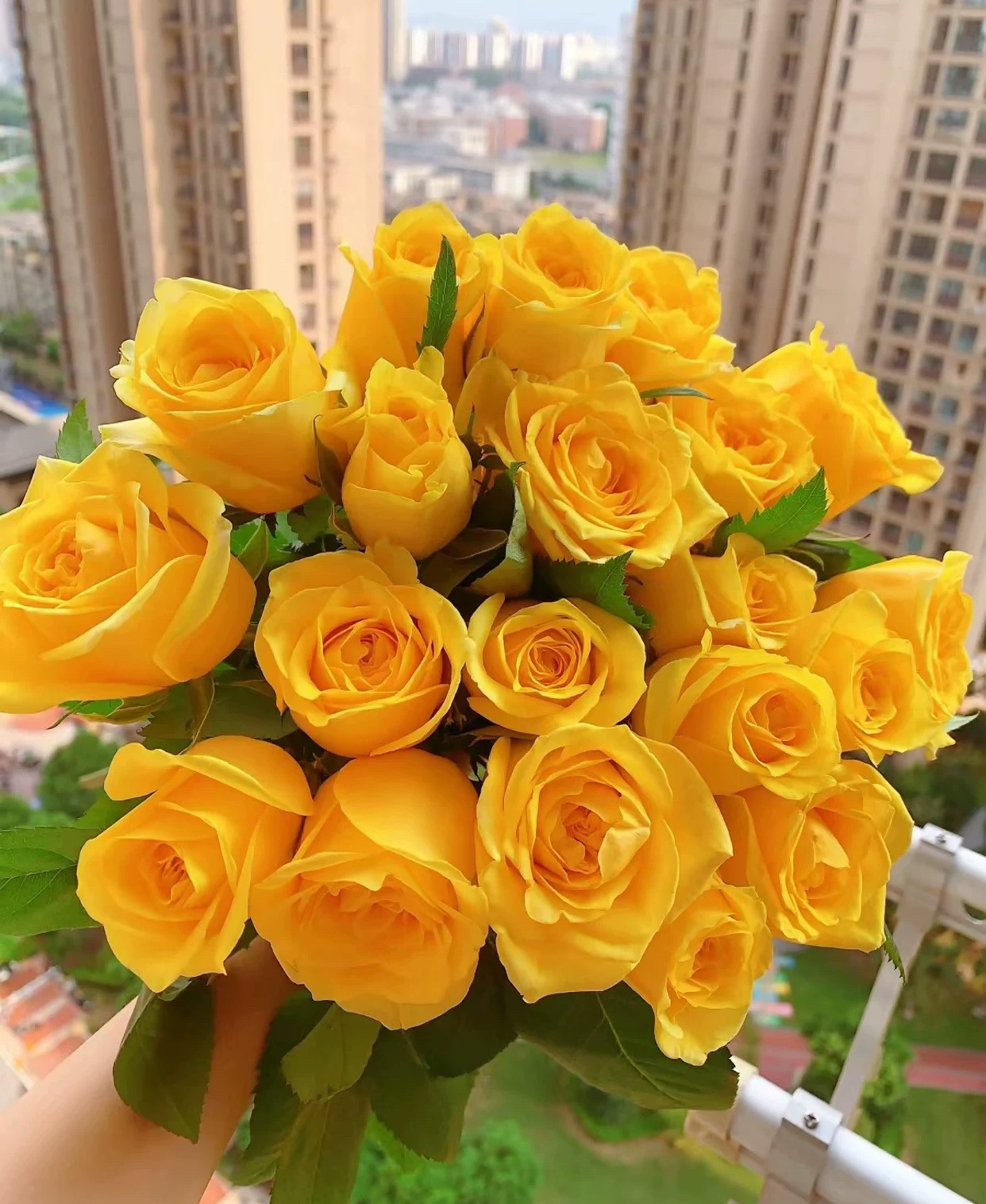 一加仑扦插中苗金枝玉叶原土原盆发货,鲜花速递/花卉仿真/绿植园艺,月季/蔷薇/玫瑰,淘宝优惠券,粉丝福利购,淘宝优惠卷