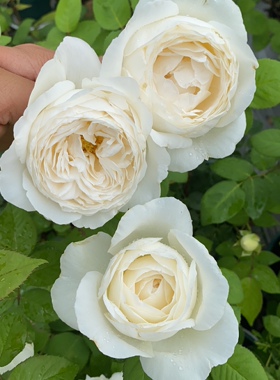 一加仑婚礼之路 原盆原土发货