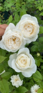 一加仑婚礼之路 原盆原土发货