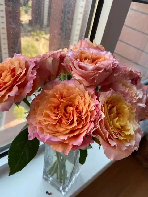 一加仑扦插中苗火灵鸟原土原盆发货