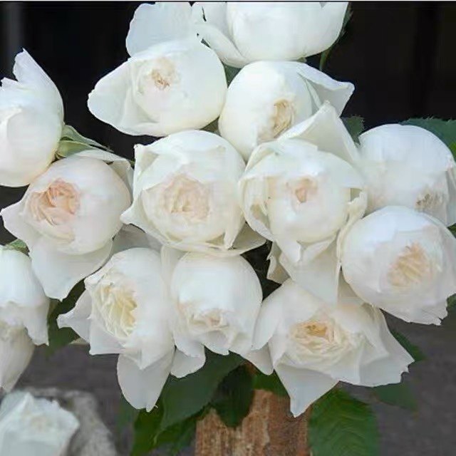 心之水滴 日月 小苗 （shizuku, しずく）月季花苗包对版,鲜花速递/花卉仿真/绿植园艺,月季/蔷薇/玫瑰,淘宝优惠券,粉丝福利购,淘宝优惠卷