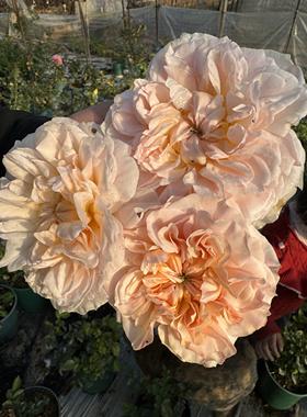 大卫奥斯汀伊芙琳一加仑扦插中苗原盆原土发货