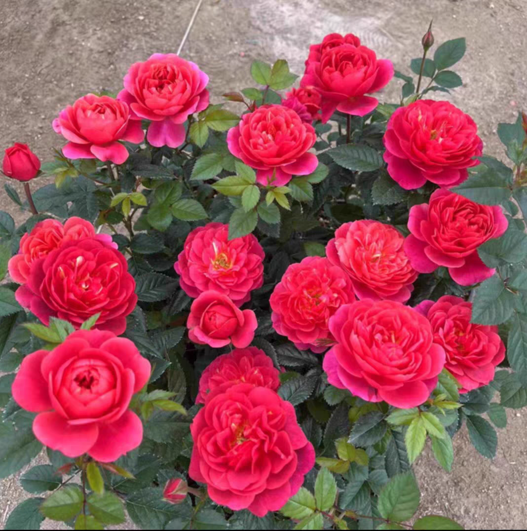 红果汁小苗  红色微月 月季花苗 多头勤花 花量大四季开花带土发