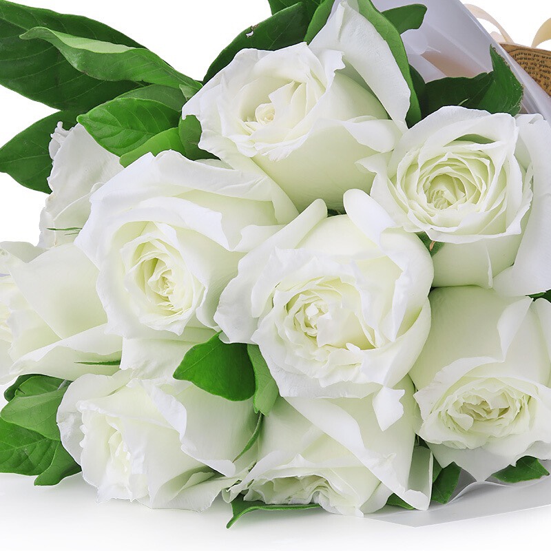 白雪山 云南切花灌木月季花苗 花瓣厚实耐开盆栽地栽阳台庭院楼顶