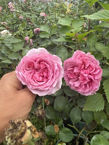 一加仑扦插中苗伊芙直系盲盒原土原盆发货包邮阳台庭院盆栽花苗