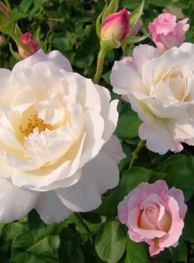 河本新品天宫公主月季浓香灌木四季开花庭院阳台绿植盆栽抗病强