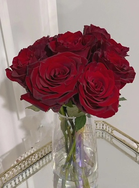 探险家/探险者月季花苗 花头大带丝绒质感高级的深红色 带土发货