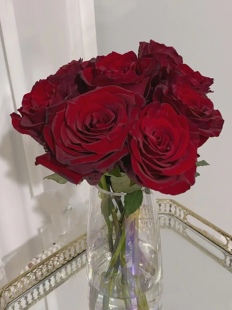 探险家/探险者月季花苗 花头大带丝绒质感高级的深红色 带土发货