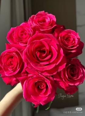 一加仑扦插中苗帝王玫瑰樱桃宝石玫瑰花苗原土原盆发货阳台庭院