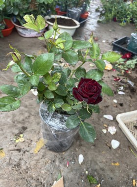 一加仑 黑巴克 分枝少 原盆原土发货 开红色 玫红色属于正常