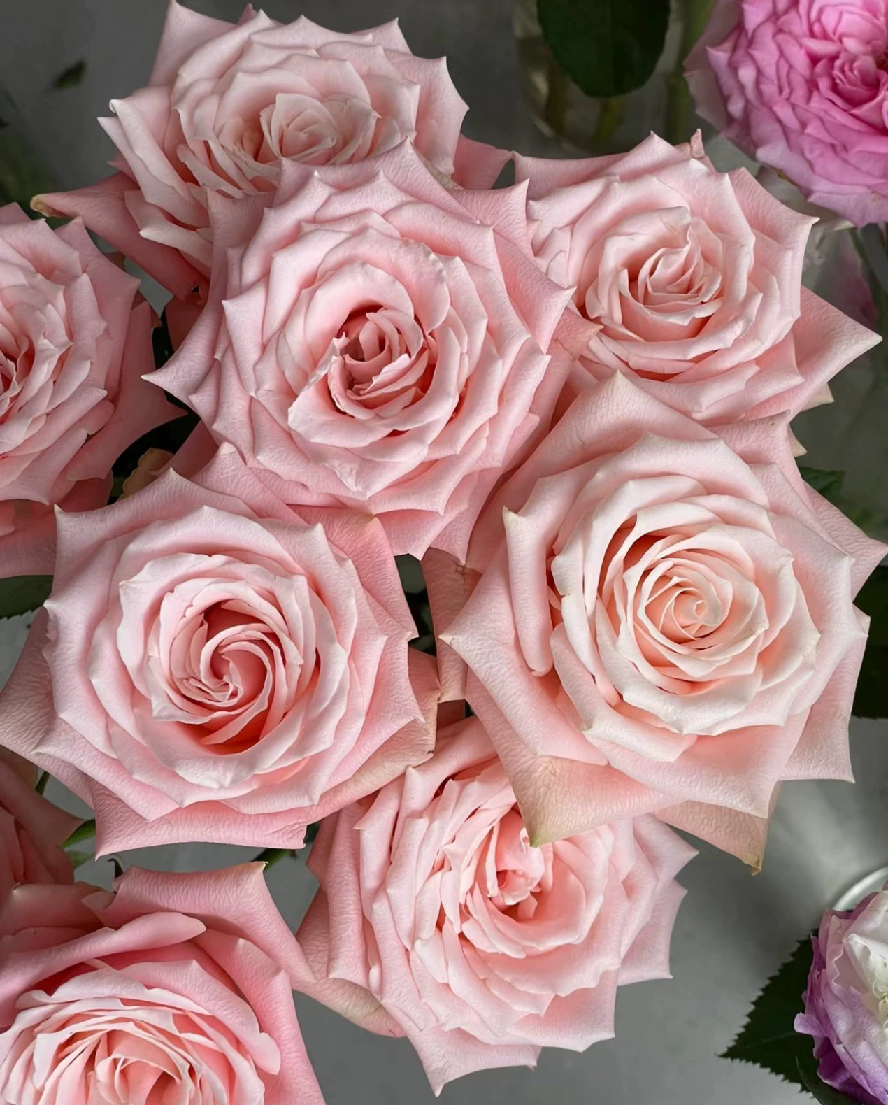 一加仑扦插中苗杏仁奶糖原土原盆发货包邮