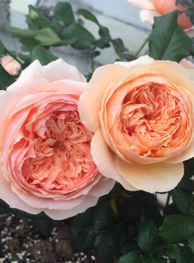 日月新款 真宙大花玫瑰月季花苗 浓香盆栽地栽绿色花卉掌柜推荐