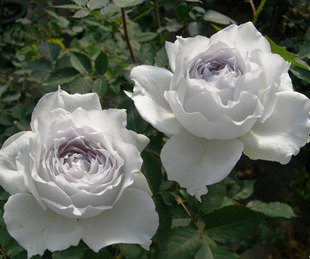 加百列大天使日本浓香丰花阳台月季带土发货包对版掌柜推荐