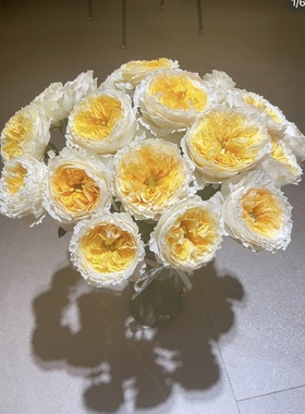 碧翠丝一加仑扦插中苗