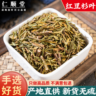 红豆杉叶中药材500克包邮 纯叶无枝杆正品精选货紫杉醇天然红豆杉