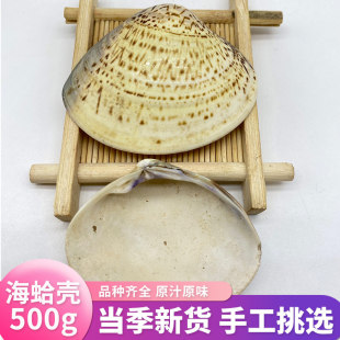 中药材海蛤壳500克野生蛤壳海蛤壳天然蛤蜊壳精选大个海蛤整个