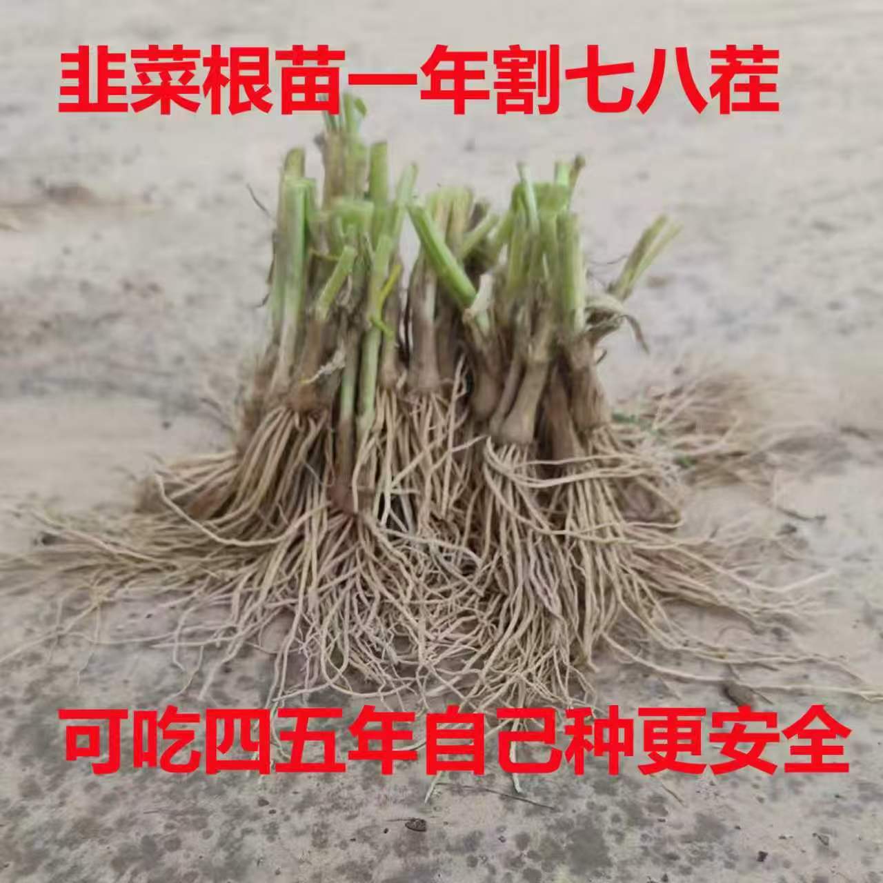 韭菜根苗阳台庭院好吃产地直销