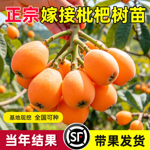 大五星枇杷苗树无核琵琶果树苗嫁接苗盆栽南方水果树果苗大果种植