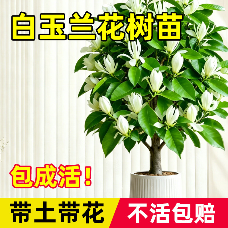 玉兰花树苗白玉兰花树苗室内外盆栽地栽带花苞发货浓香型花卉植物