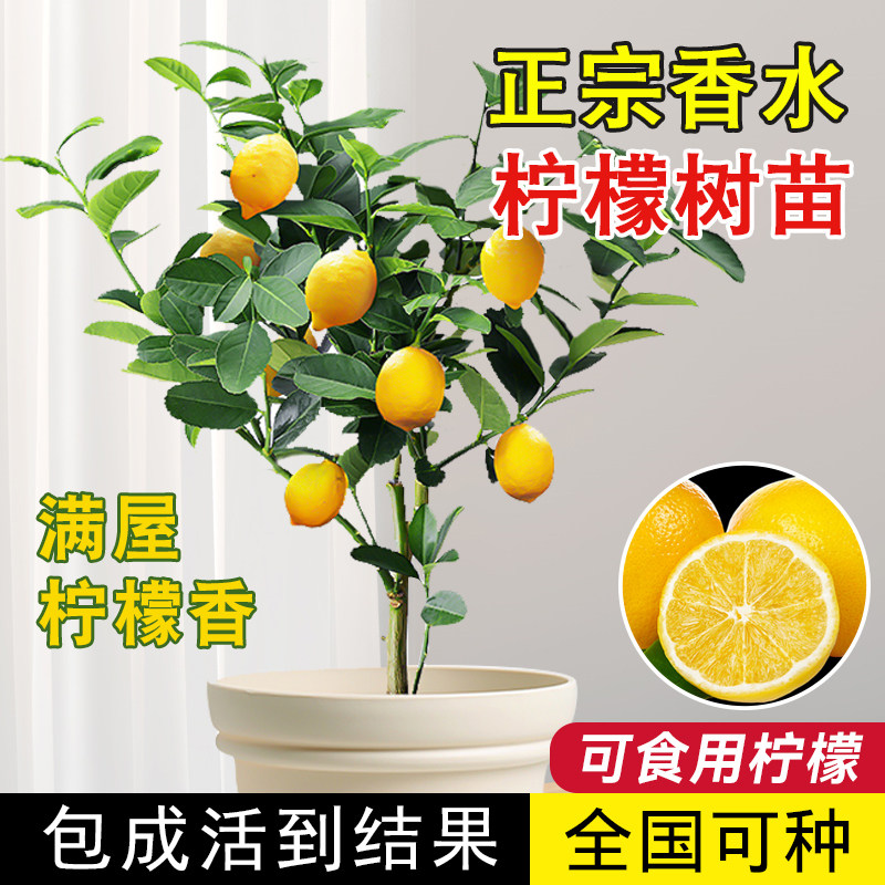正宗台湾香水柠檬树树苗盆栽四季客厅绿植阳台室外带果柠檬苗树苗