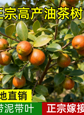高产嫁接油茶苗矮化良种茶籽长林油茶树苗白花山茶油苗薄皮大小果
