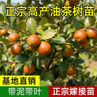 高产嫁接油茶苗矮化良种茶籽长林油茶树苗白花山茶油苗薄皮大小果