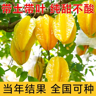 正宗嫁接杨桃树苗四季结果清甜无渣甜杨桃酸杨桃树苗盆栽庭院种植