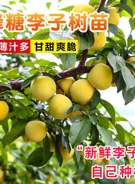 钱排三华李树苗纯甜大果包成活
