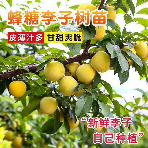钱排三华李树苗纯甜大果包成活