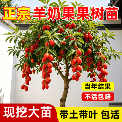 羊奶果果树苗原盆原土包成活