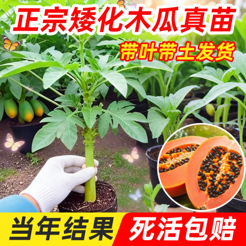 四季木瓜果树果苗冰糖红心水果木瓜特大苗果树庭院南北方种植盆栽