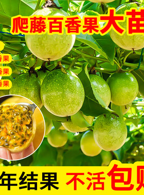 黄金百香果树苗四季种植快速结果