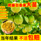 纯甜黄金百香果苗台农百香果苗钦蜜9号百香果苗南北方四季 可种植