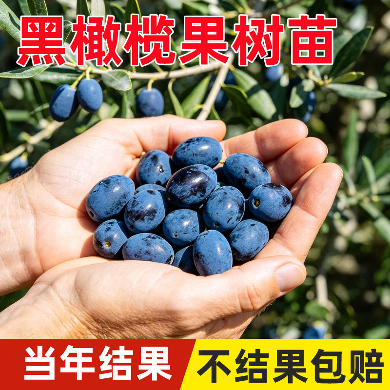 橄榄果树苗甜橄榄苗三捻橄榄树盆栽黑橄榄正宗潮汕好吃品种带叶图片
