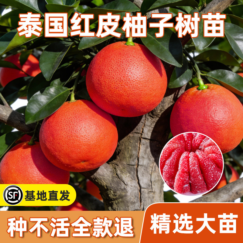 柚子树苗正宗广西容县沙田柚树苗嫁接桂柚三红蜜柚树苗南北方种植