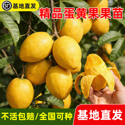 鸡蛋果树苗台湾耀堂仙桃蛋黄果苗嫁接木瓜仙桃南方盆栽地四季结果
