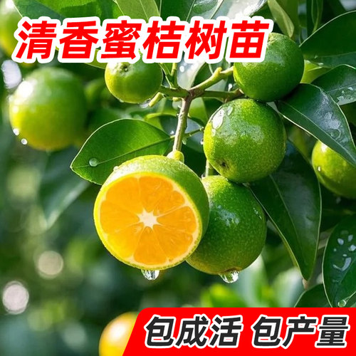 早熟青皮蜜桔苗橘子树苗树果苗南方种植盆栽庭院水果桔子树苗无籽