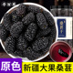 寻百草新疆优质桑葚中药材500g桑椹干无沙桑甚干桑椹子山楂泡茶水