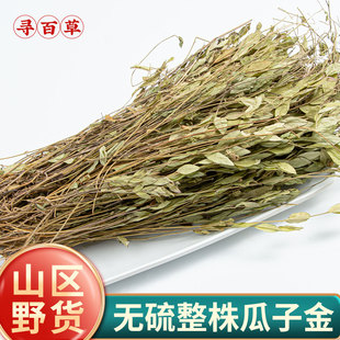 寻百草瓜子金中药材500g来马回草药瓜子金草干黄瓜仁草瓜子草